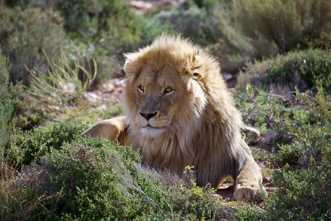 All-Inclusive Aquila Game Reserve Safari