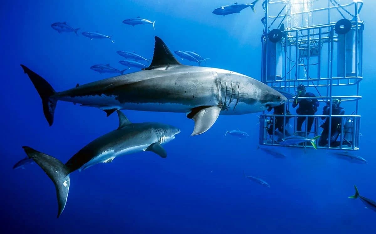 Shark Cage Diving